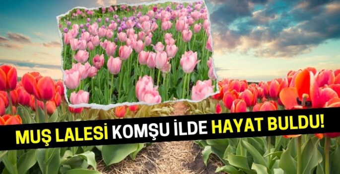 1 saatlik yolculuklar ulaşıyorlar: Muş lalesi komşu ilde hayat buldu!