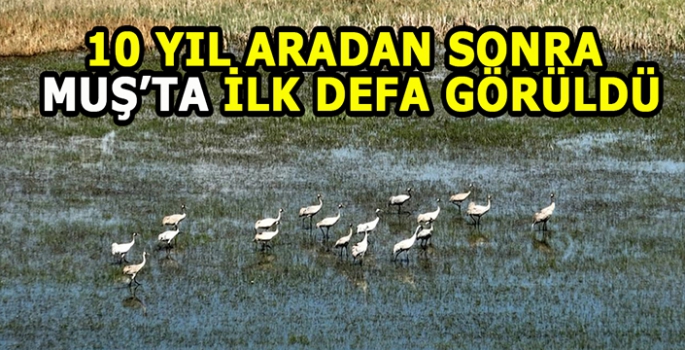 10 Yıl aradan sonra Muş ovasına geldi: Görenler hayranlıkla izliyor
