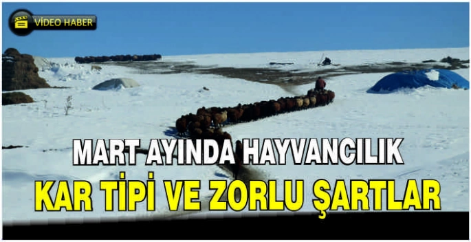 Ağrı'da besiciler hayvanları için kar ve soğukla mücadele ediyor