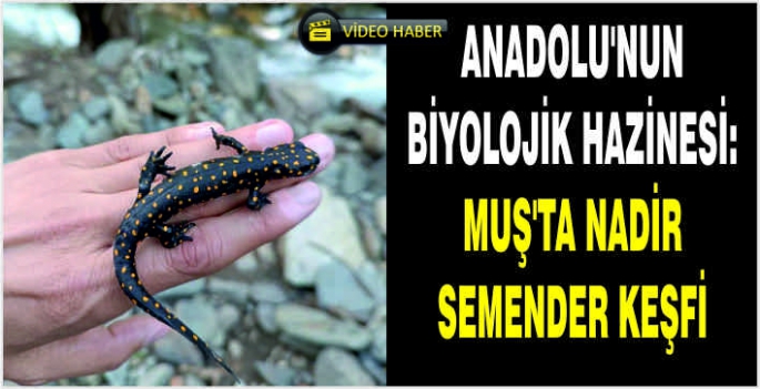 Anadolu’nun biyolojik hazinesi: Muş’ta nadir Semender keşfi