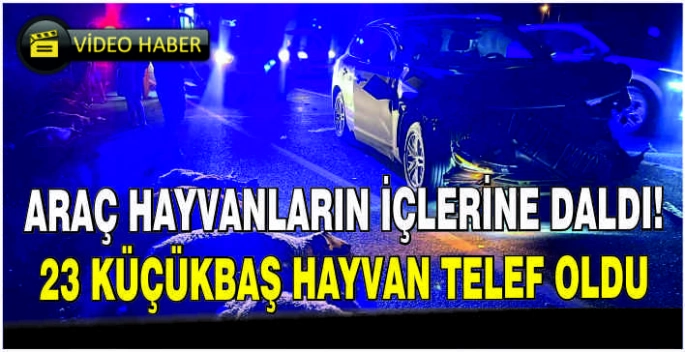 Araç hayvanların içlerine daldı! 23 küçükbaş hayvan telef oldu