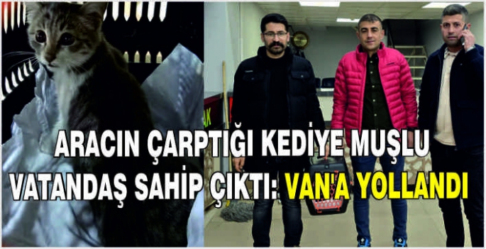 Aracın çarptığı kediye Muşlu vatandaş sahip çıktı: Van’a yollandı
