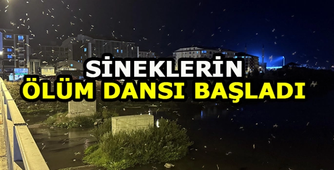 Ardahan'da sineklerin ölüm dansı başladı