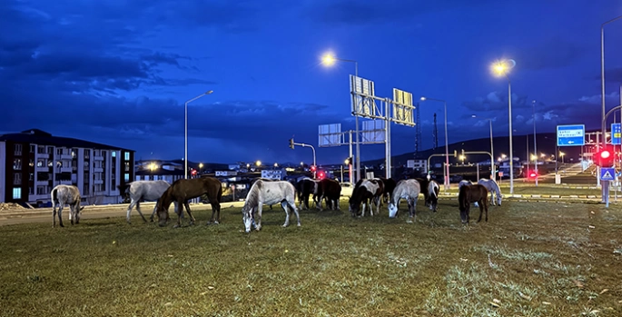 Ardahan'da yiyecek arayan yılkı atları kara yoluna indi