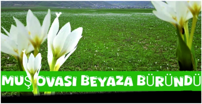Baharın müjdecisi kardelenler Muş Ovası'nı beyaza bürüdü
