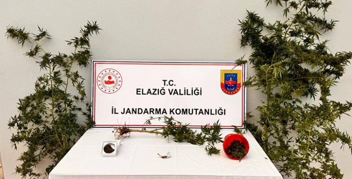 Bahçesine Hint keneviri eken şüpheli yakalandı