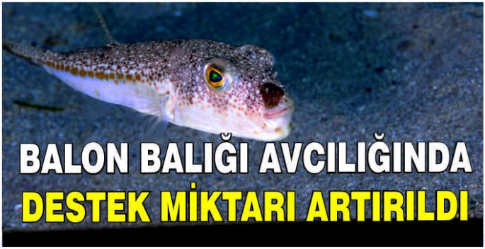Balon balığı avcılığında destek miktarı artırıldı