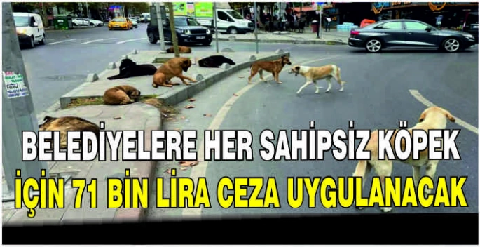 Belediyelere her sahipsiz köpek için 71 bin lira ceza uygulanacak
