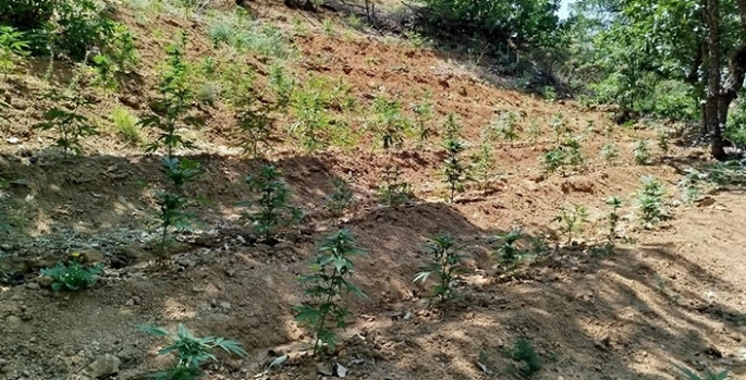 Bingöl'de 14 bin 933 kök Hint keneviri ele geçirildi