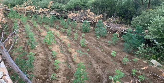 Bingöl’de 1520 kök Hint keneviri ile 4 bin kök skunk bitkisi ele geçirildi