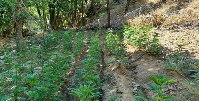Bingöl'de 17 bin 245 kök Hint keneviri ve skunk ele geçirildi