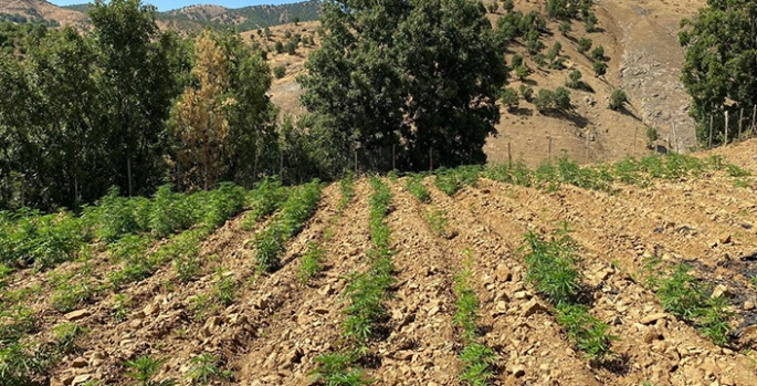 Bingöl’de 6 bin 704 kök kenevir ile 4 bin 612 kök skunk bitkisi ele geçirildi