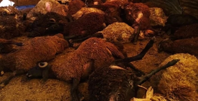 Bingöl'de ahıra giren kurtlar 50 kuzuyu telef etti