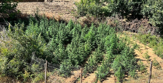 Bingöl’de bin 651 kök Hint keneviri ele geçirildi
