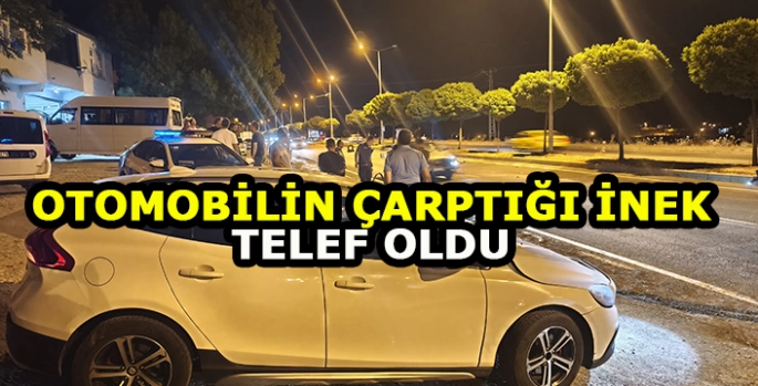 Bingöl'de otomobilin çarptığı inek telef oldu