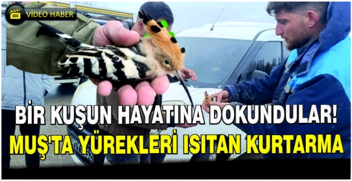 Bir kuşun hayatına dokundular: Muş’ta yürekleri ısıtan kurtarma