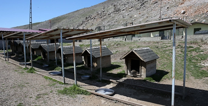 Bitlis'te sahipsiz köpekler belediyenin kurduğu merkezde korumaya alınıyor