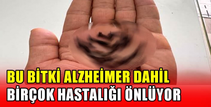 Bu bitki alzheimer dahil birçok hastalığı önlüyor