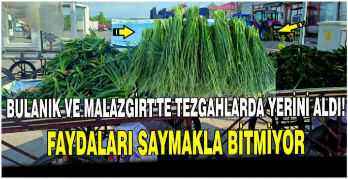 Bulanık ve Malazgirt’te tezgahlarda yerini aldı! Faydaları saymakla bitmiyor