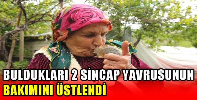 Buldukları 2 sincap yavrusunun bakımını üstlendi