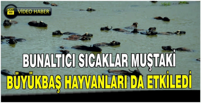 Bunaltıcı sıcaklar Muştaki büyükbaş hayvanları da etkiledi