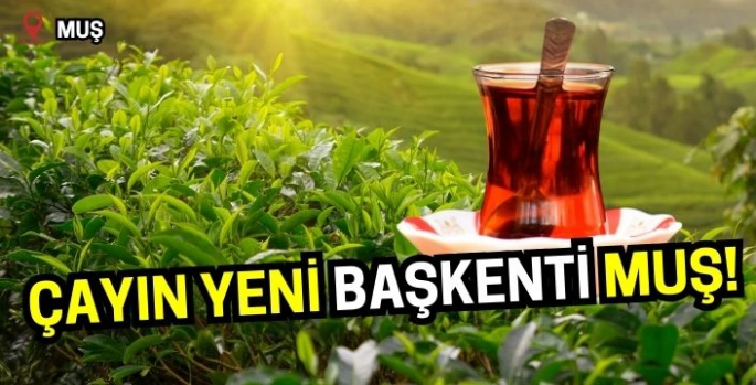 ÇAYKUR duyurdu: Çayın yeni başkenti Muş!