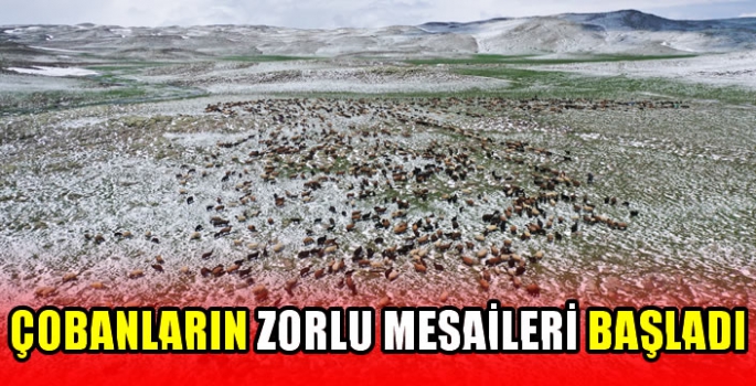  Çobanların zorlu mesaileri başladı