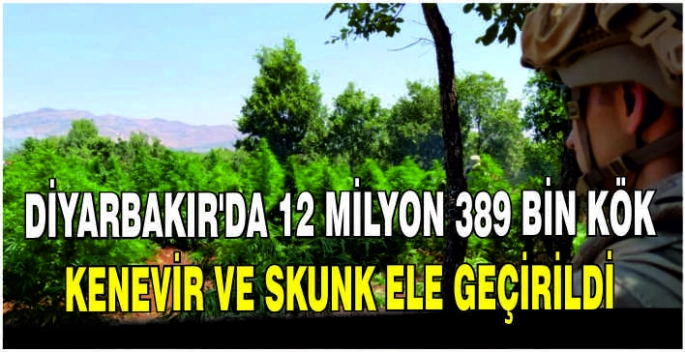 Diyarbakır'da 12 milyon 389 bin kök kenevir ve skunk ele geçirildi