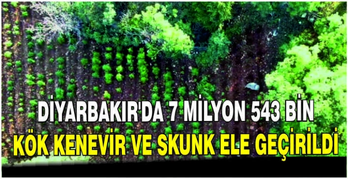Diyarbakır'da 7 milyon 543 bin kök kenevir ve skunk ele geçirildi