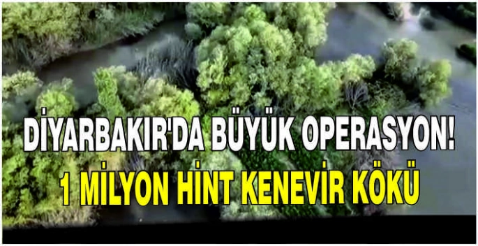 Diyarbakır'da büyük operasyon! 1 milyon Hint kenevir kökü