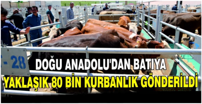 Doğu Anadolu'dan batıya yaklaşık 80 bin kurbanlık gönderildi