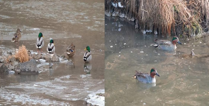 Kısmen donan Kars Çayı'nda yiyecek arayan ördekler görüntülendi