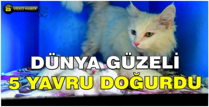 Dünya güzeli 5 yavru doğurdu
