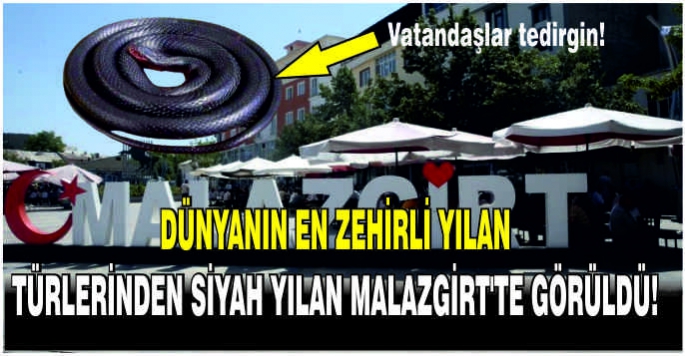   Dünyanın en zehirli yılan türlerinden siyah yılan Malazgirt’te görüldü! Vatandaşlar tedirgin