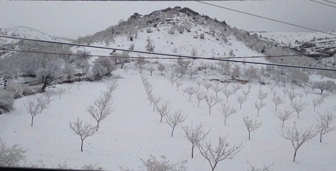 Elazığ'da çiçek açan kayısı ağaçları kar altında kaldı