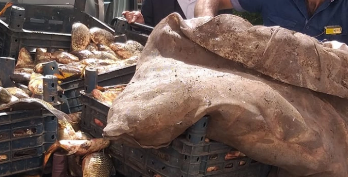 Elazığ’da kaçak avlanan 700 kilogram sazan balığı ele geçirildi