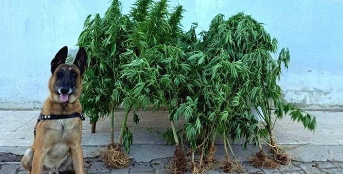 Elazığ'da uyuşturucu operasyonunda 1 şüpheli yakalandı