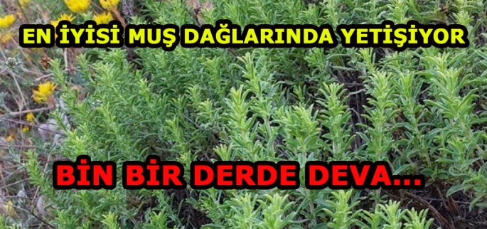 En iyisi Muş’ta yetişiyor: Hekimlerin bir numaralı ilacı! 