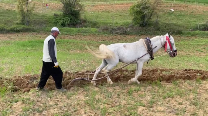 Engebeli arazileri atlarla sürülüyorlar