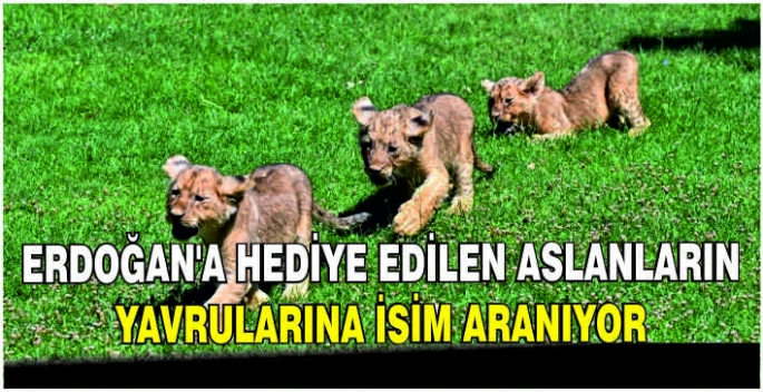 Erdoğan'a hediye edilen aslanların yavrularına isim aranıyor
