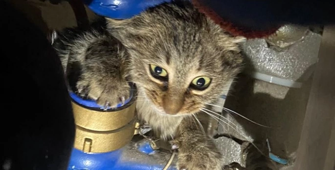Erzincan'da apartmanın su saatleri arasına sıkışan kediyi itfaiye kurtardı