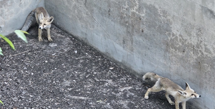 Erzincan’da boş havuza düşen iki tilki itfaiye ekiplerince kurtarıldı