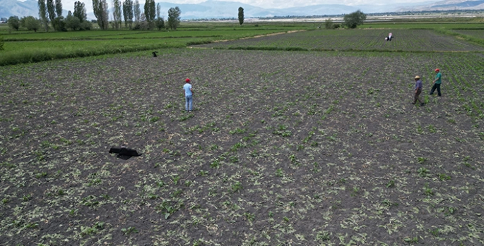 Erzincan'da domuzlar tarlalara zarar verince çiftçiler nöbete başladı