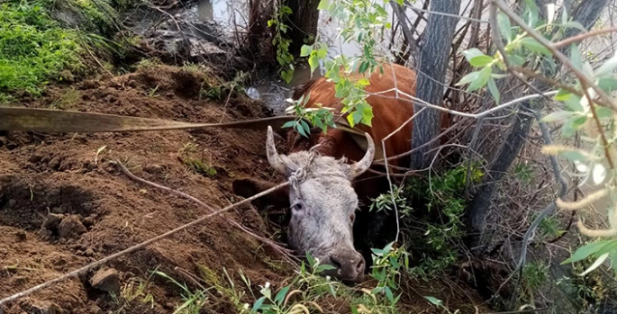 Erzincan'da nehir kıyısına düşen inek kurtarıldı