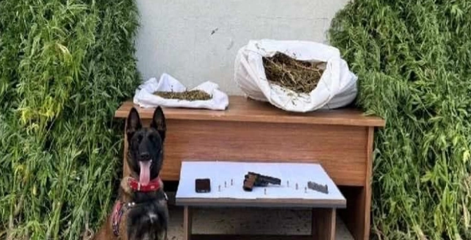 Erzincan'da uyuşturucu operasyonunda 204 kök kenevir bitkisi ele geçirildi
