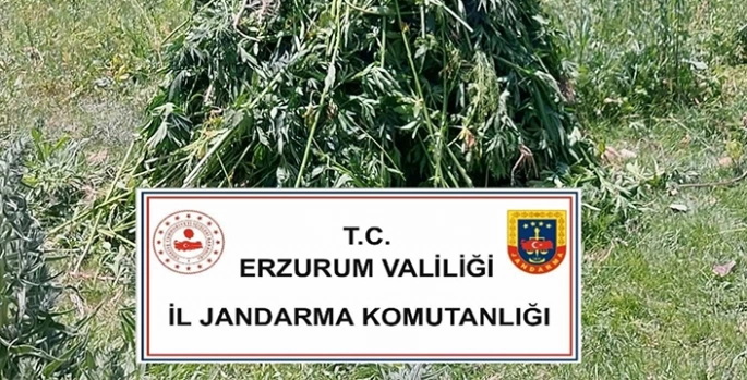 Erzurum'da 867 kök kenevir ele geçirildi