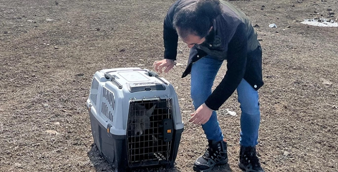 Erzurum'da otomobilin çarptığı tilki, tedavisinin ardından doğaya bırakıldı