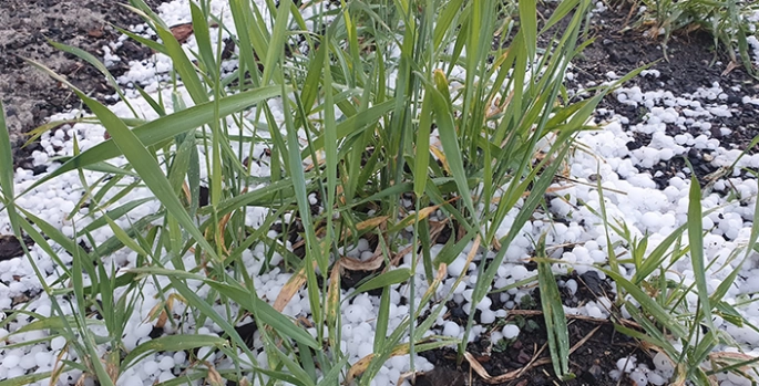 Erzurum ve Ardahan'da dolu ve sağanak etkili oldu