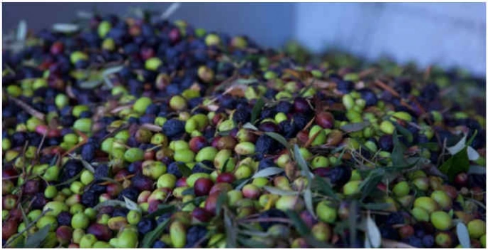 Geçen yıl 60 milyon dolarlık zeytin ihraç edildi