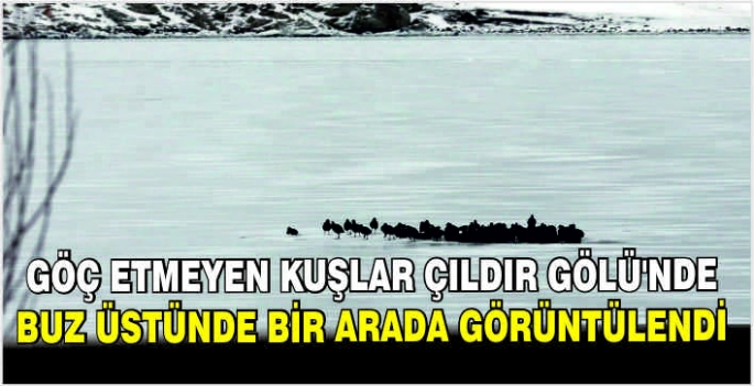 Göç etmeyen kuşlar Çıldır Gölü'nde buz üstünde bir arada görüntülendi